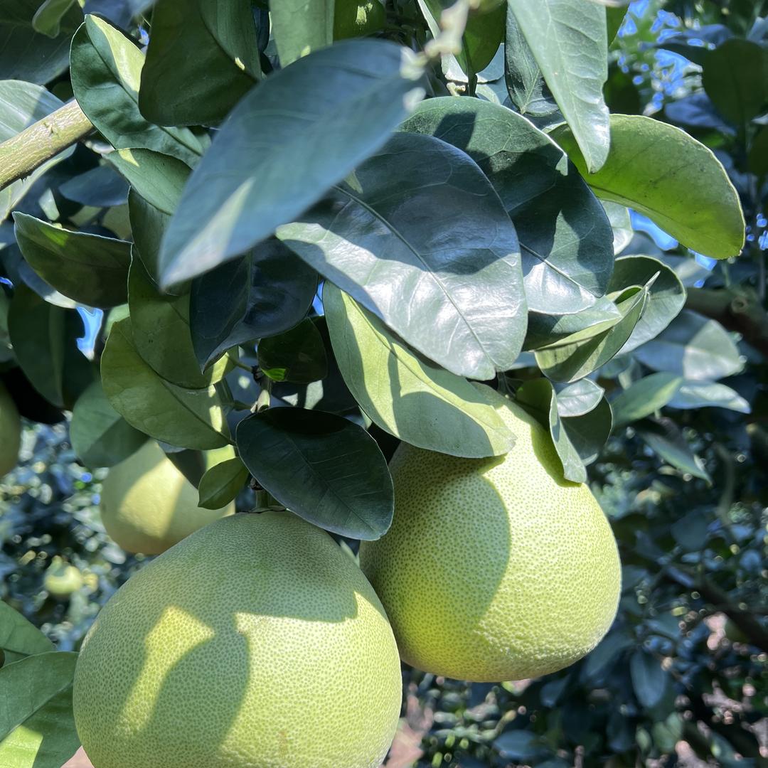 阿萍度尾文旦柚