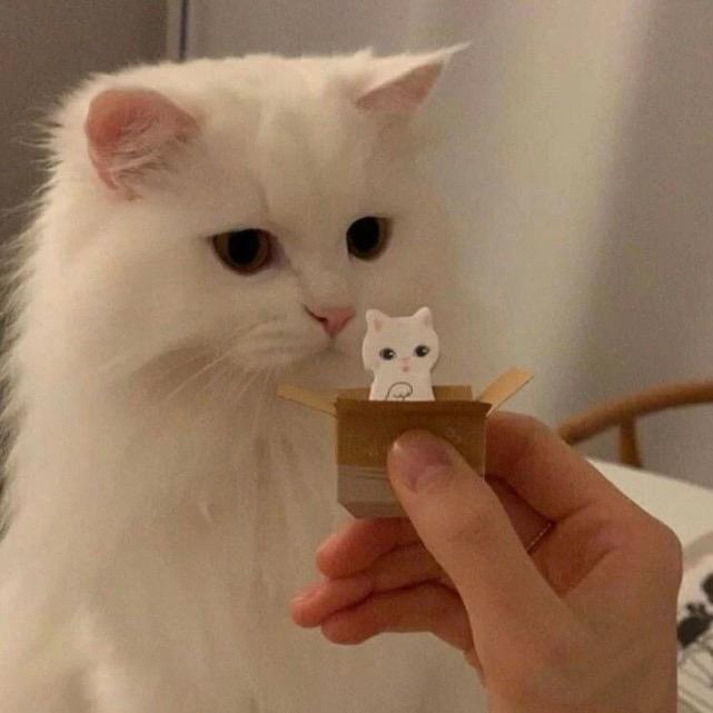 攒钱买帕美🙂‍↔️