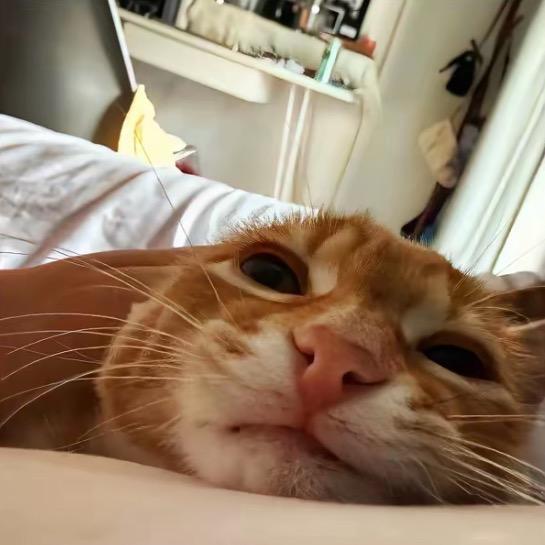 维尼熊🧸.