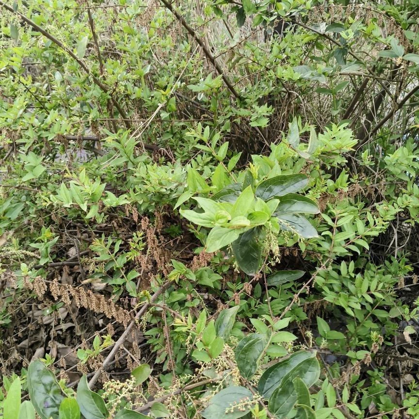 百草 有缘人2