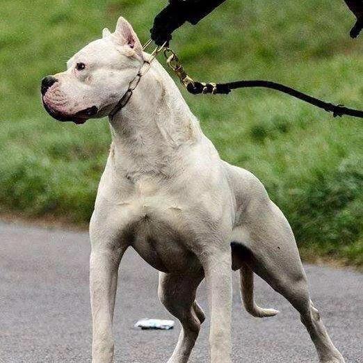 杜高犬繁育基地