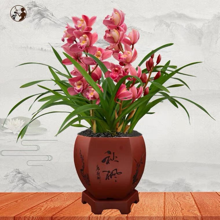 茗韵花卉