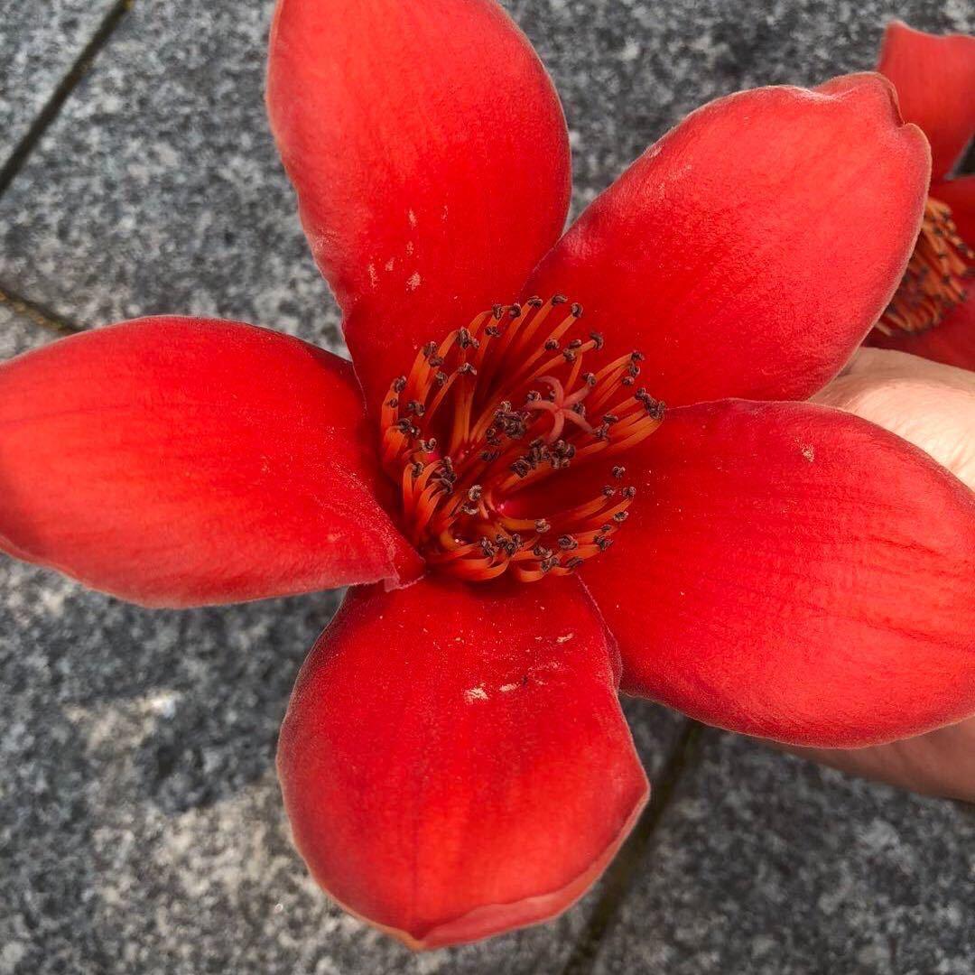 朝惜花期