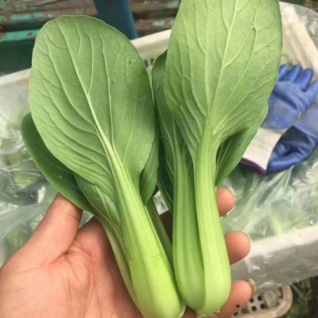 山东上海青，快菜，各种叶菜，(华伟菜叶)