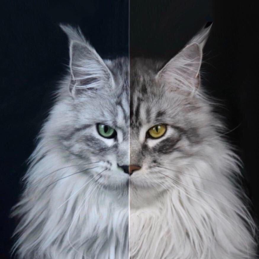 泰戈儿Papa缅因猫