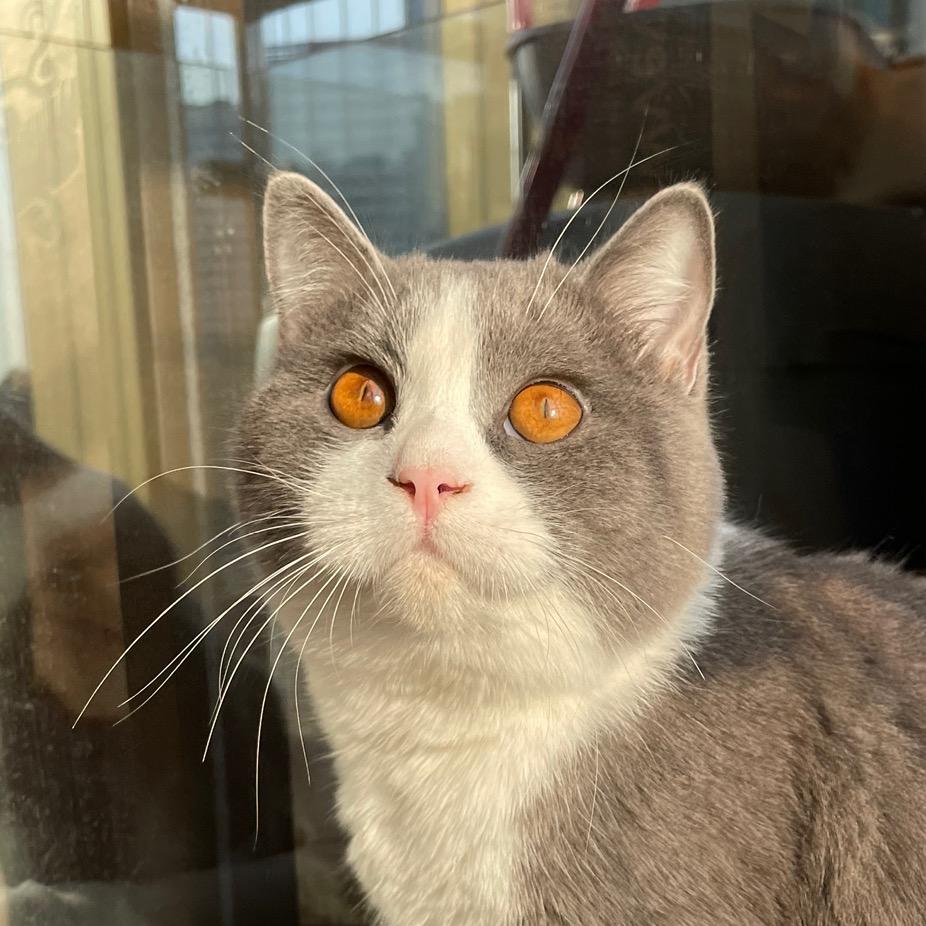 我有🐱