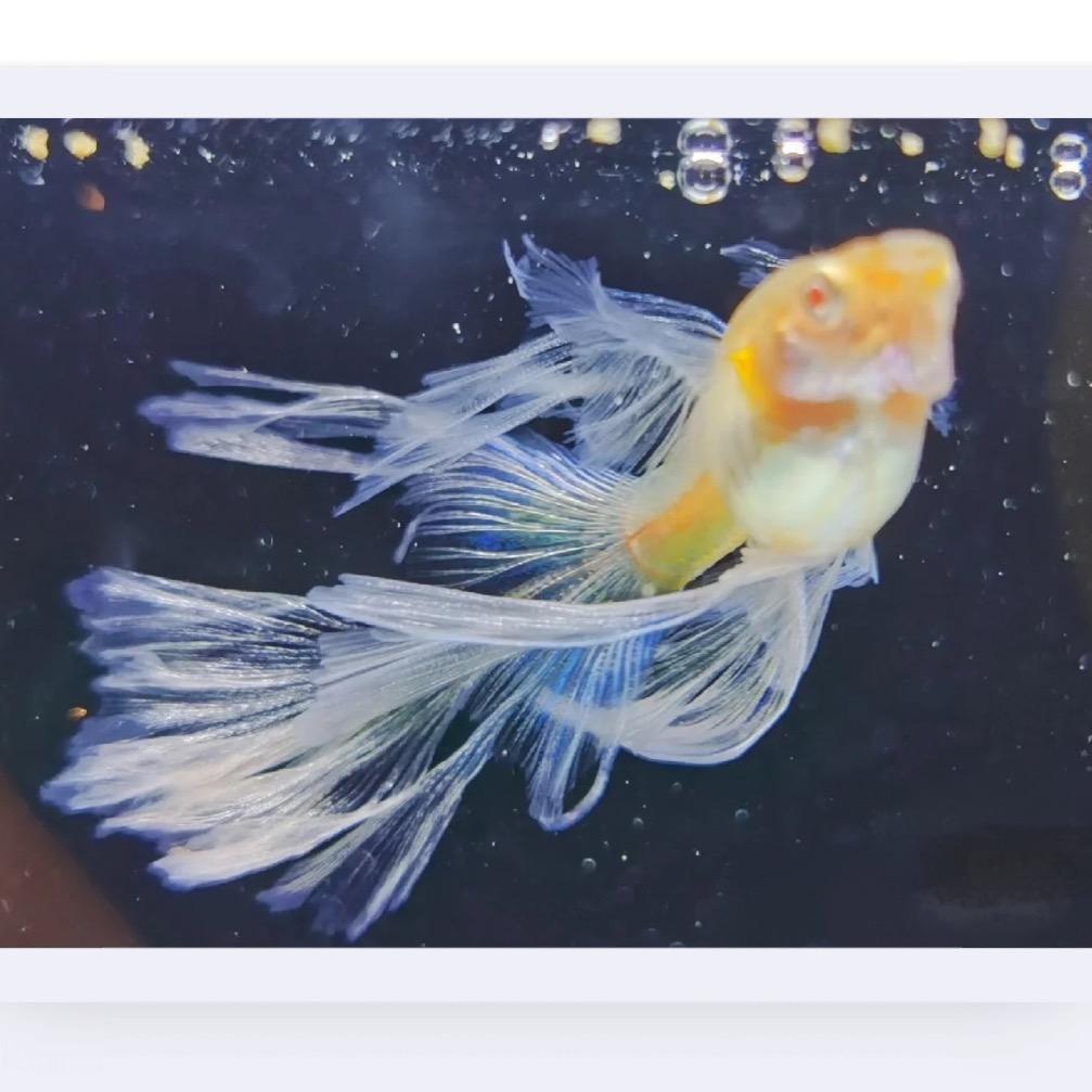阿蕾孔雀鱼