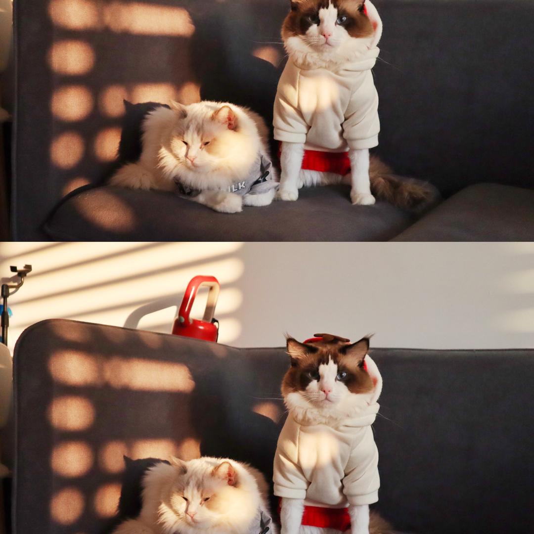 家有🐱恭喜和发财