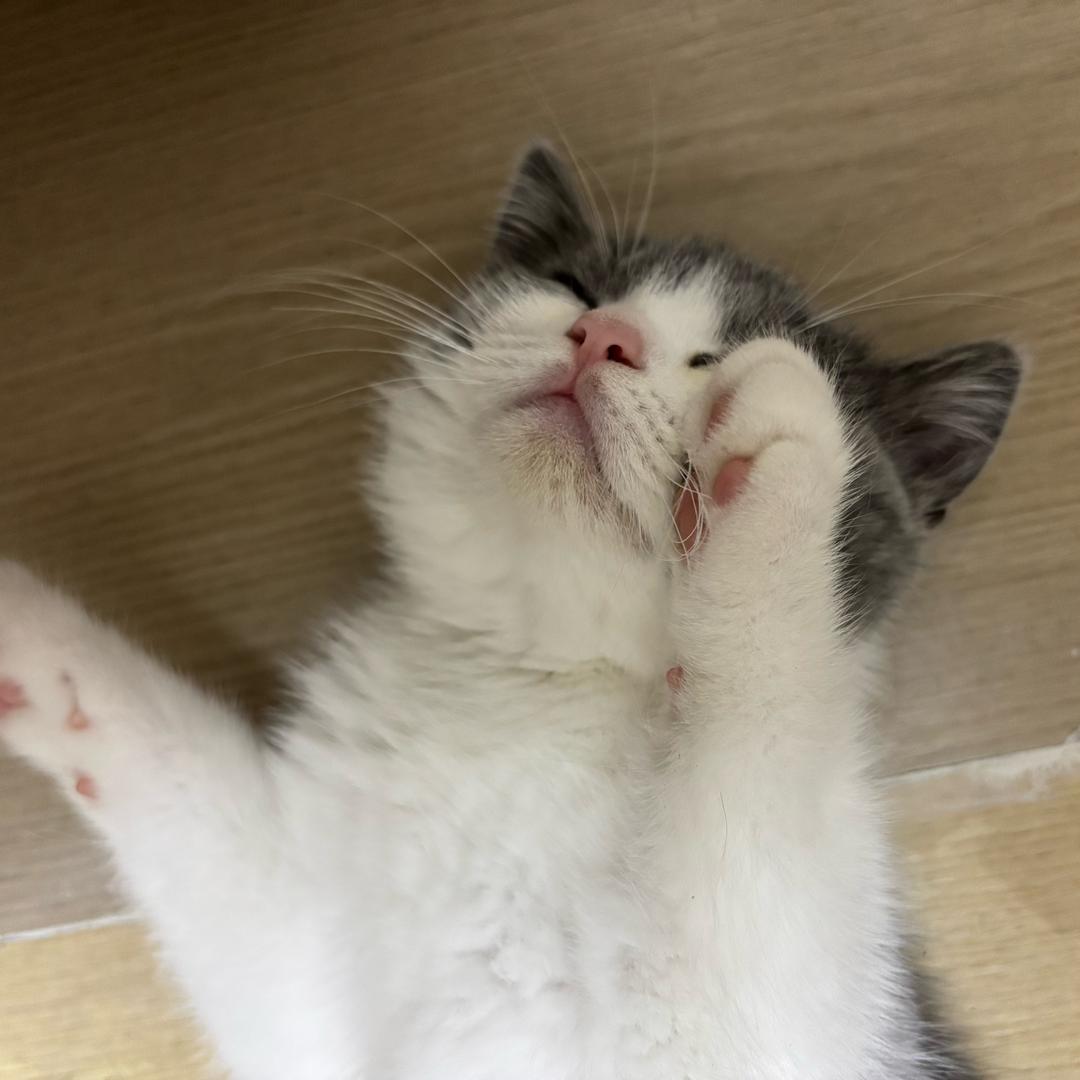 皮皮猫