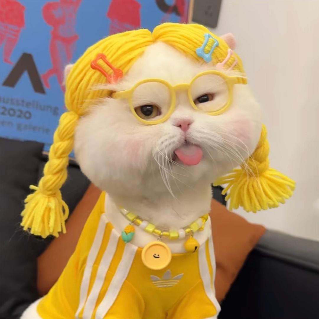 茉莉的风