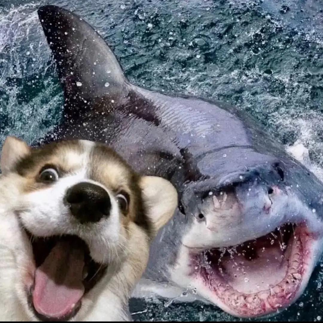 达摩跑刀（三角洲行动）