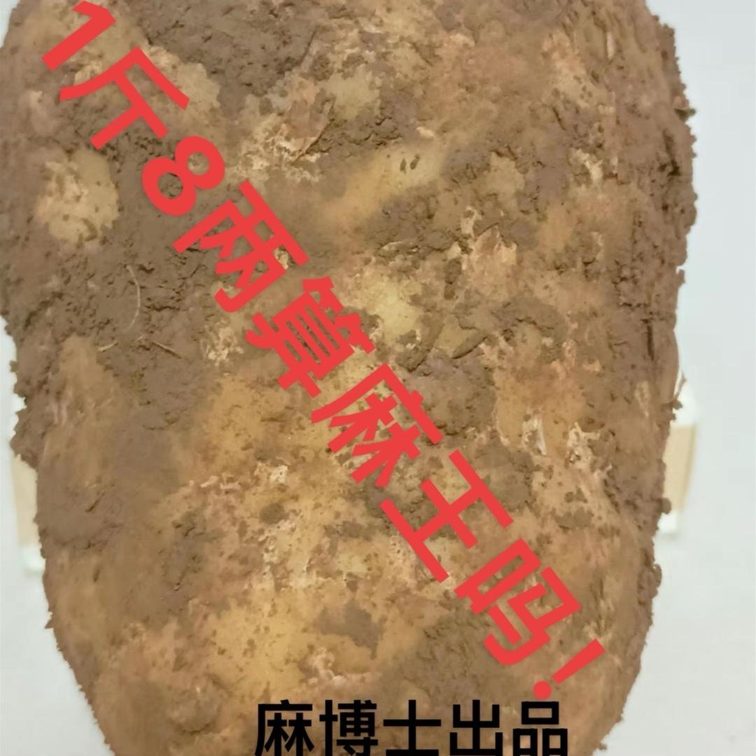 麻博士（优选0代麻仔供应）