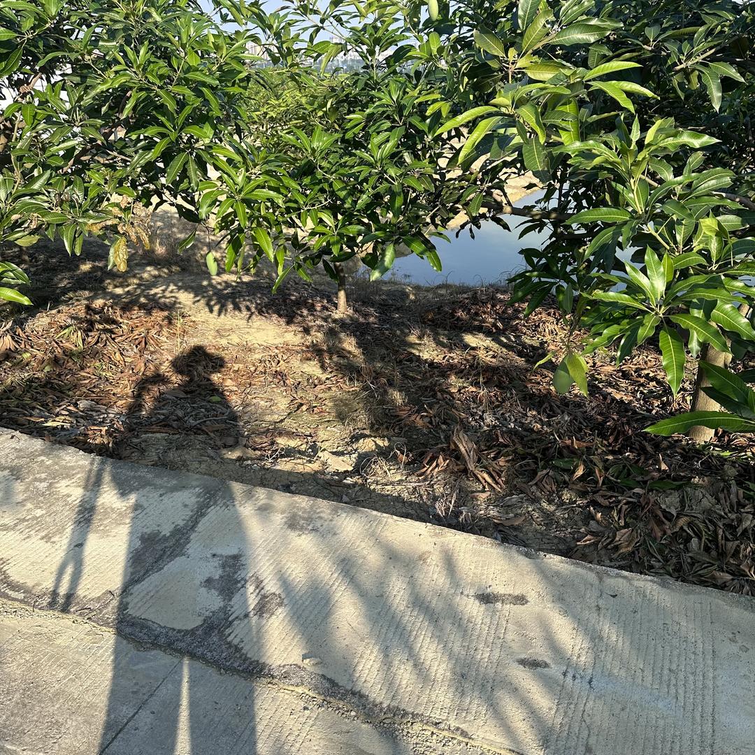 广西开森果