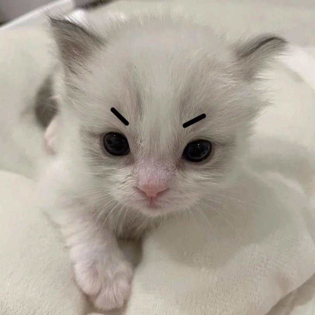 巧克力蛋挞