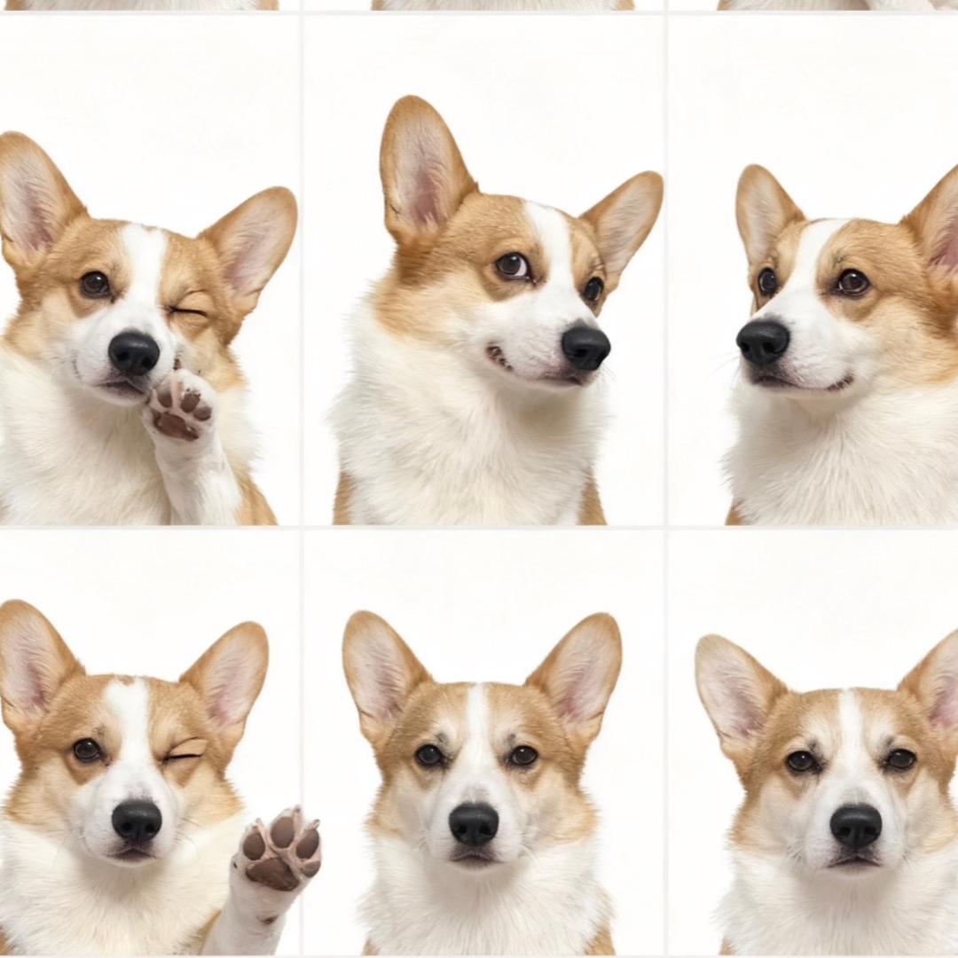 逗乐儿是个大胖逗儿🥳