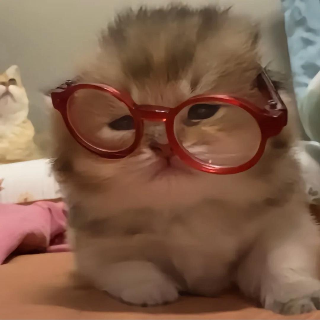 兔兔叉⌯'Ⱉ'⌯