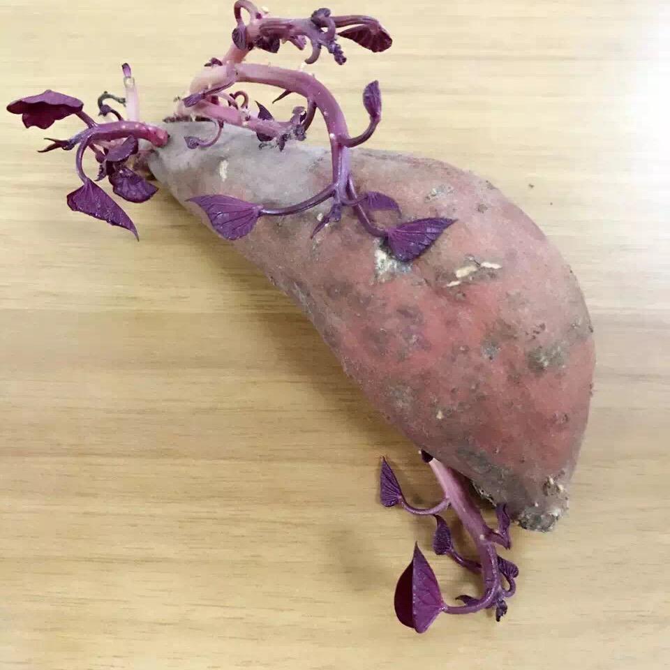 吕薯薯