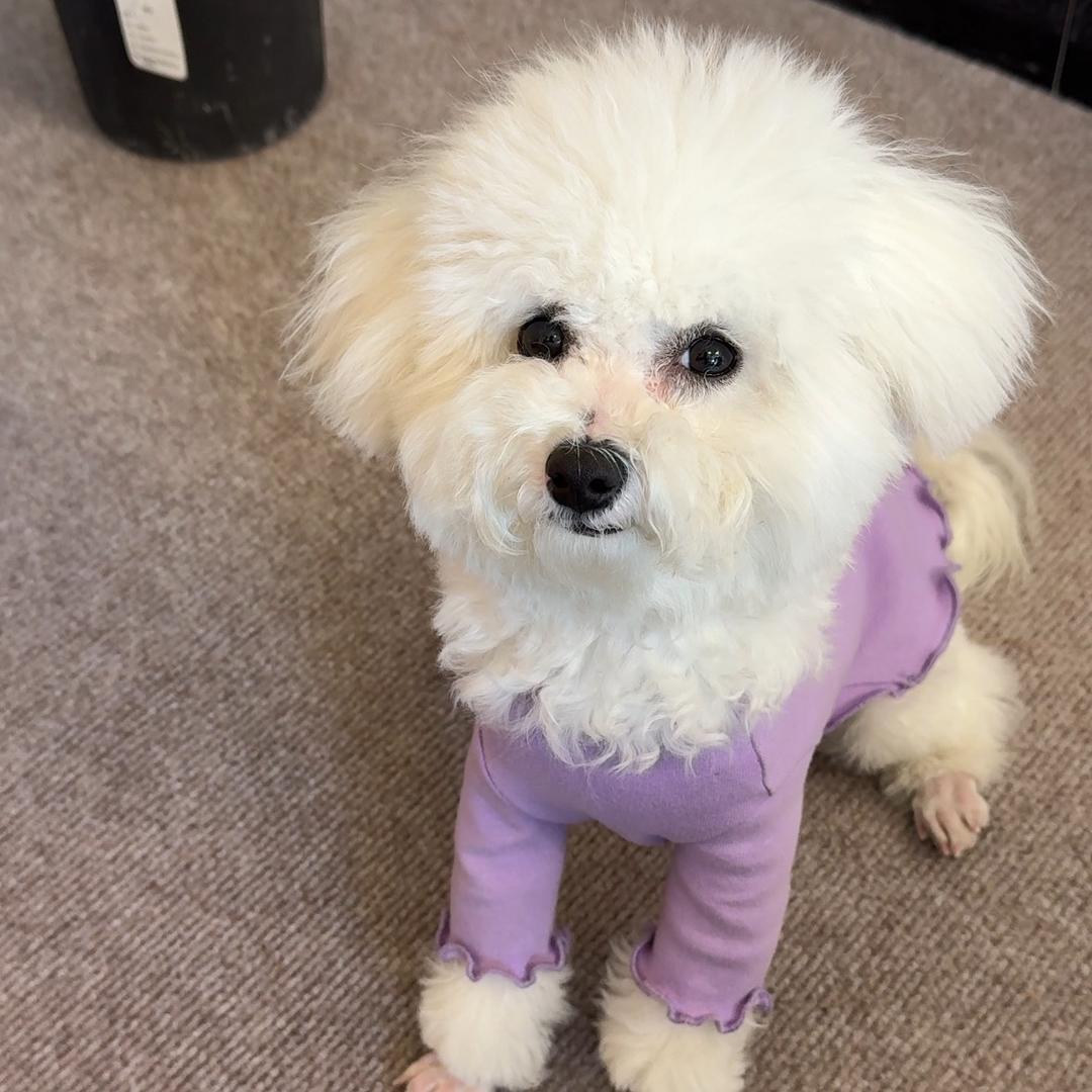 奶爸训犬课堂