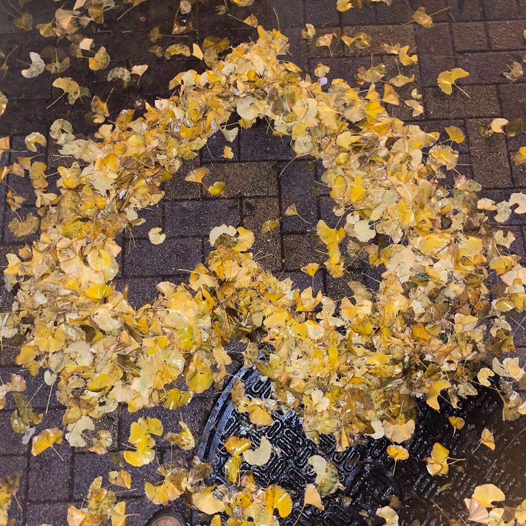 清香肆邑