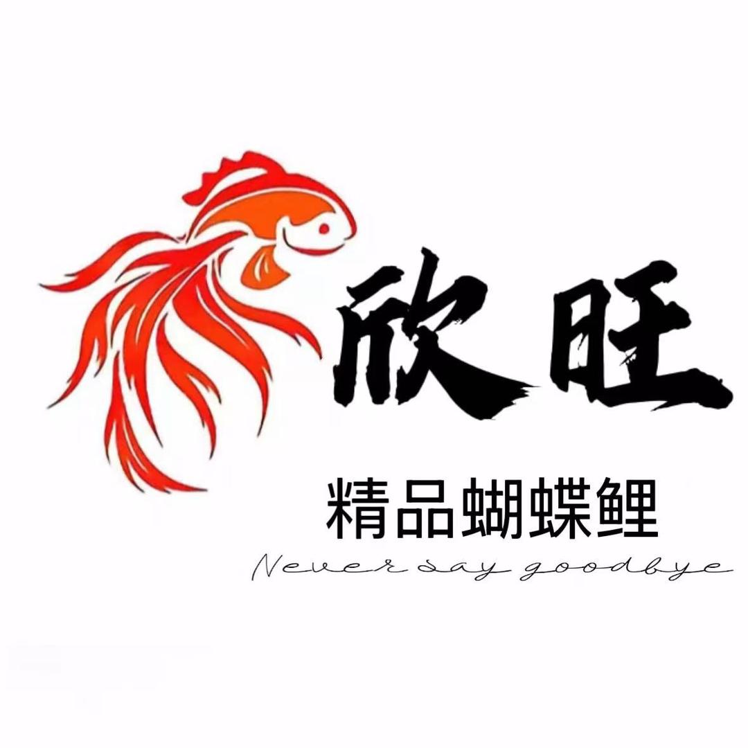 欣旺高端蝴蝶鲤