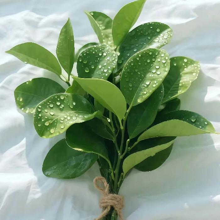 山木兮