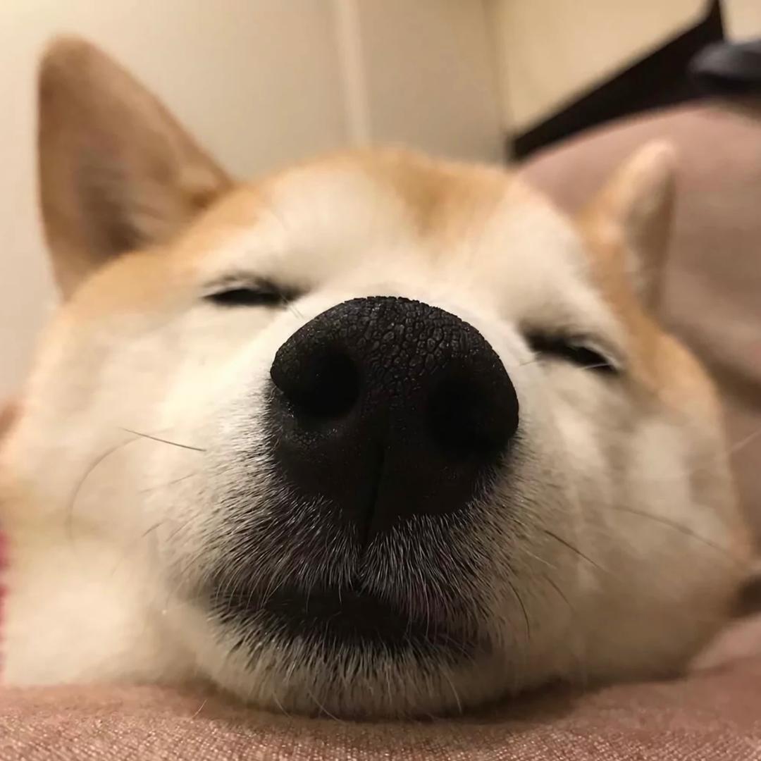 皮皮睡不醒💤.