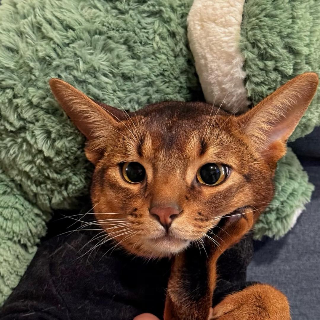 李大海不会游泳