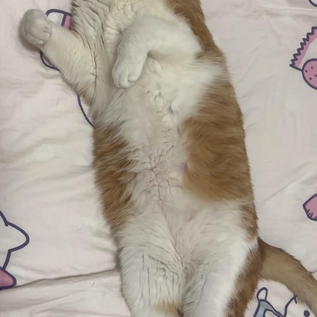 JH1