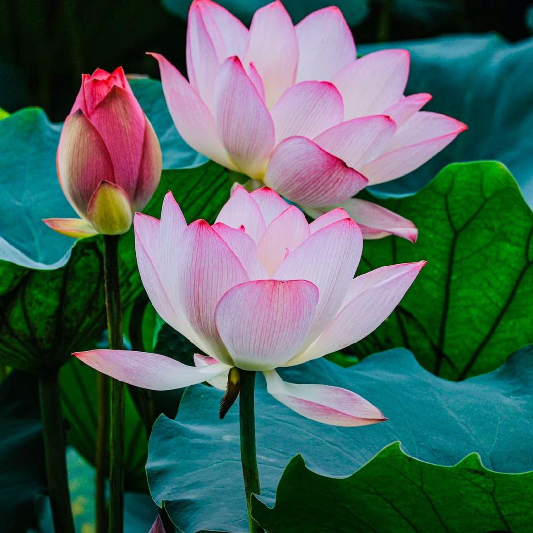 山清水秀