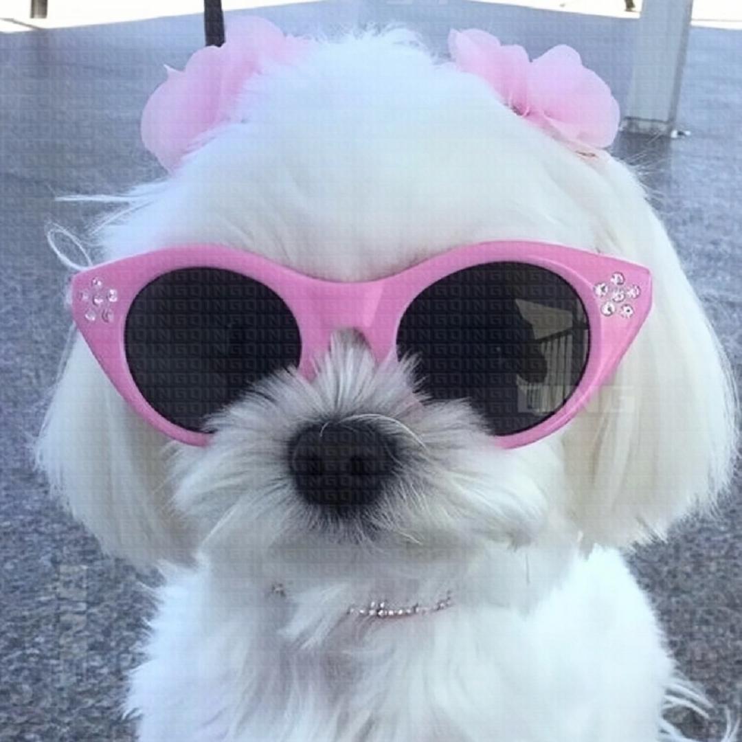babyQ