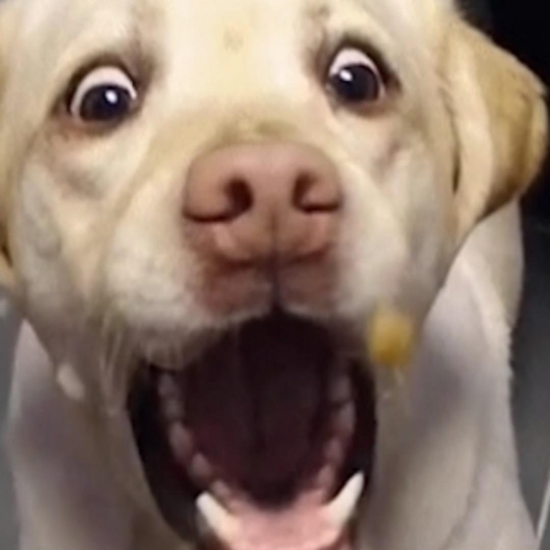 顏狗