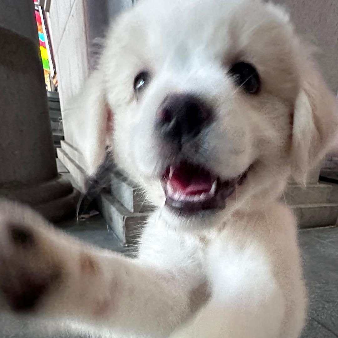 天才小狗.