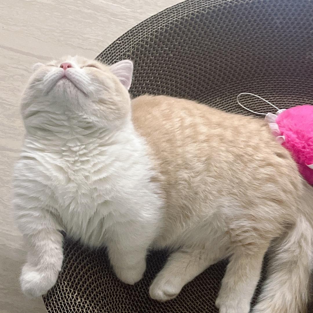 粘豆包
