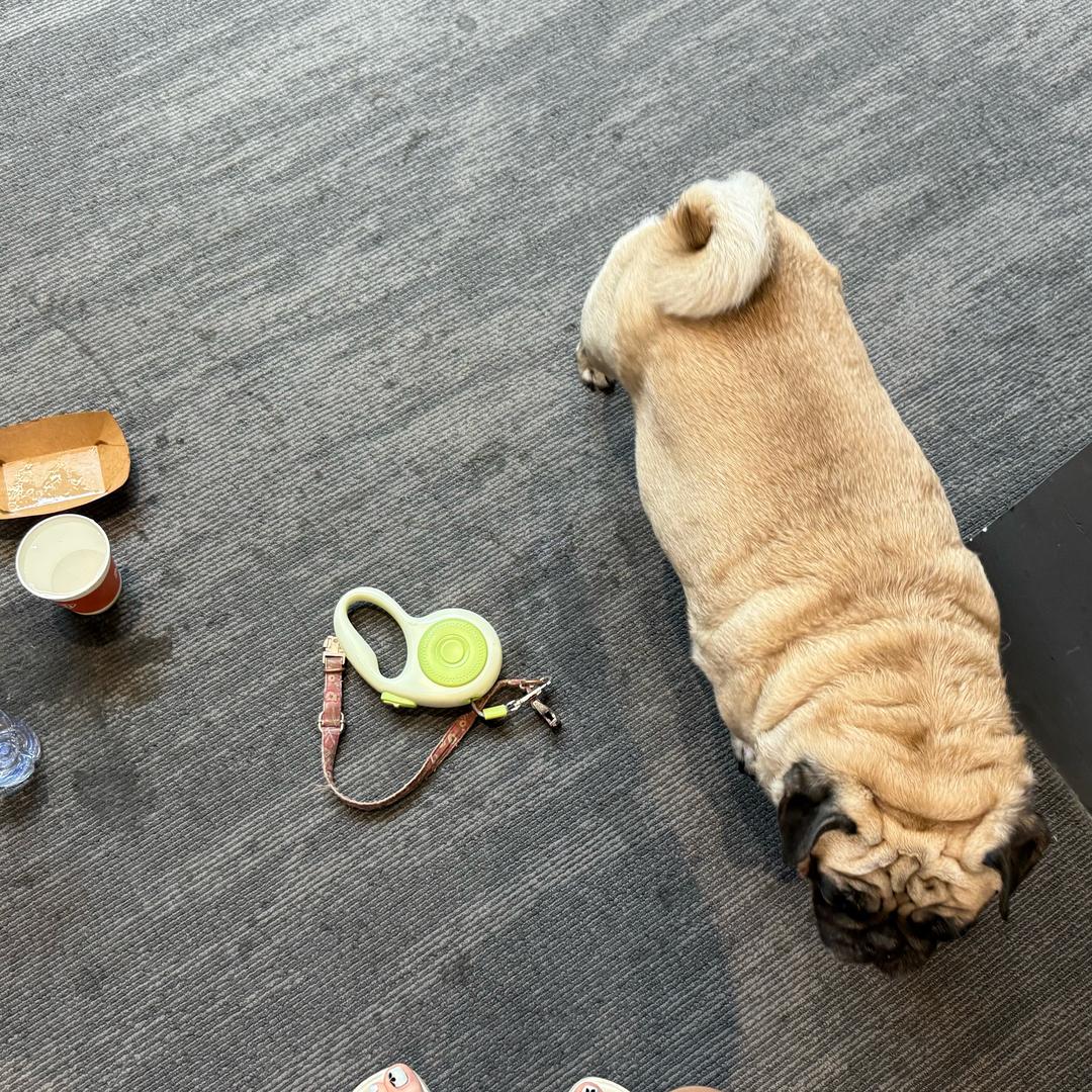 差点兔了