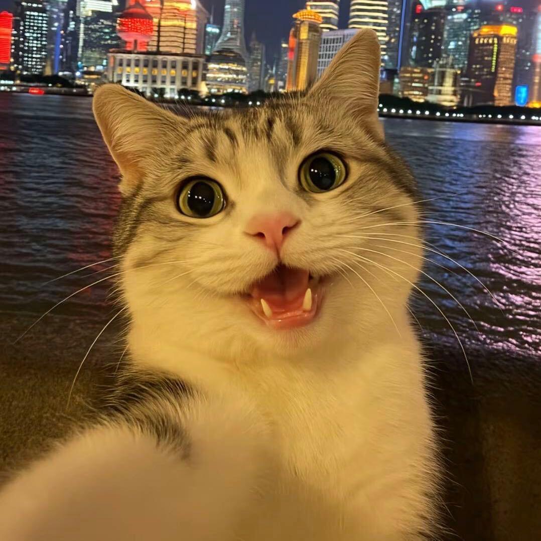 无了个大🐟
