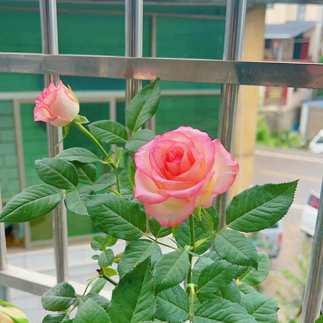 陈陈陈🐳🐳（减肥版）