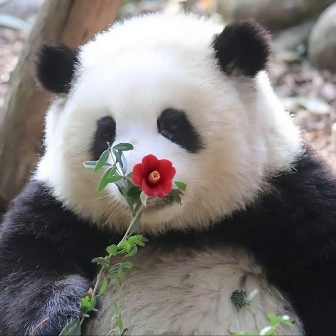🌈花花