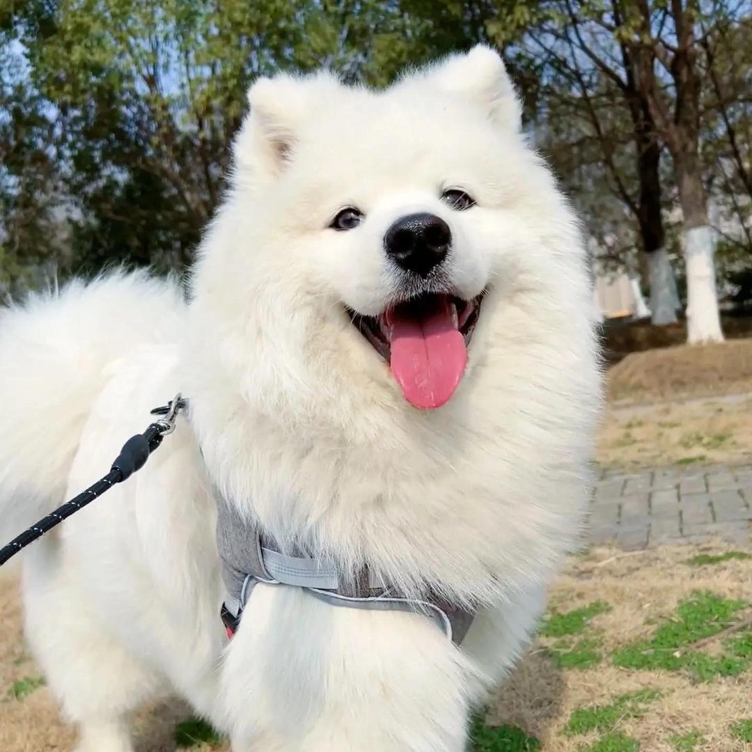 元宝是只萨摩耶