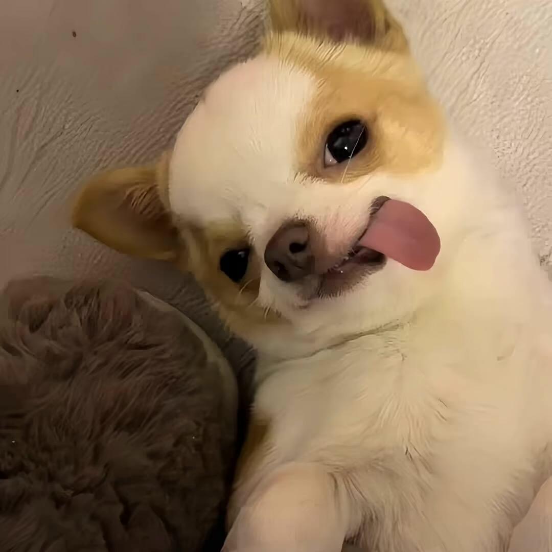 烦人精🐟