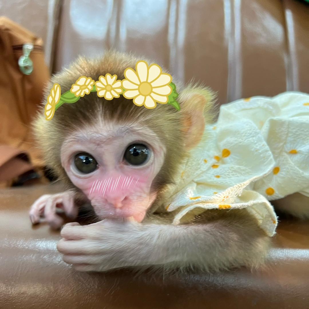 小年糕是一只猴