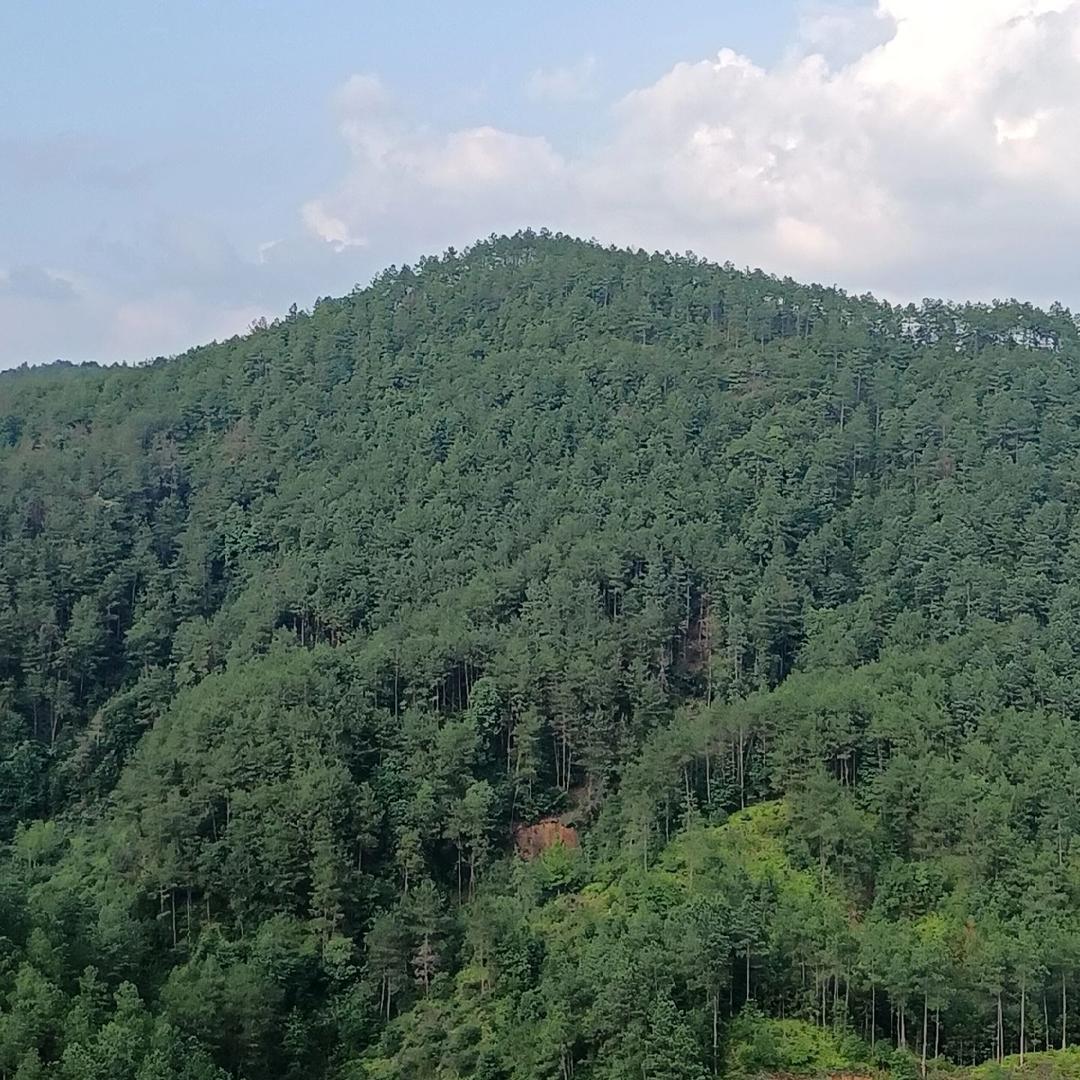 黄精百合种植阿妹