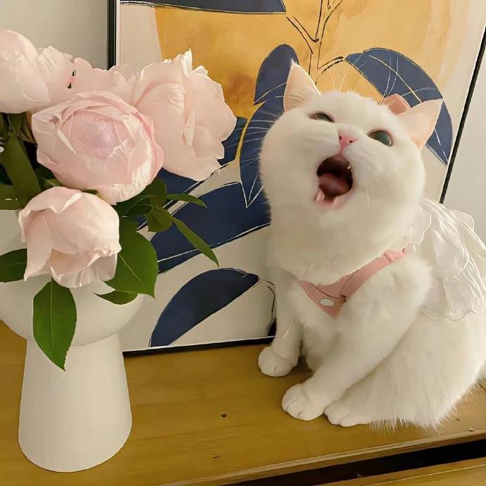 ✨小猫咪🌈