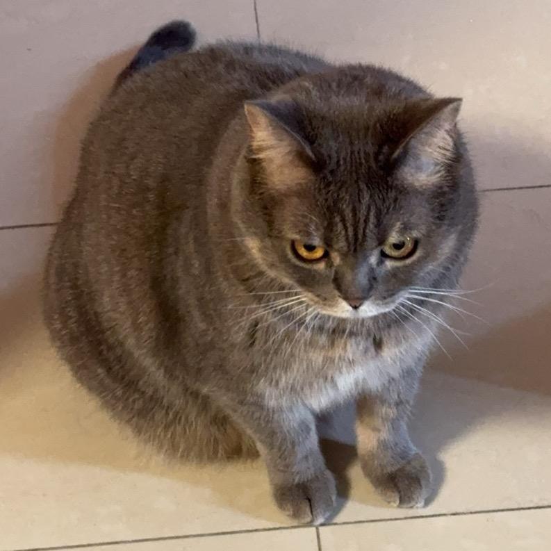 乌力吉是只猫🐱