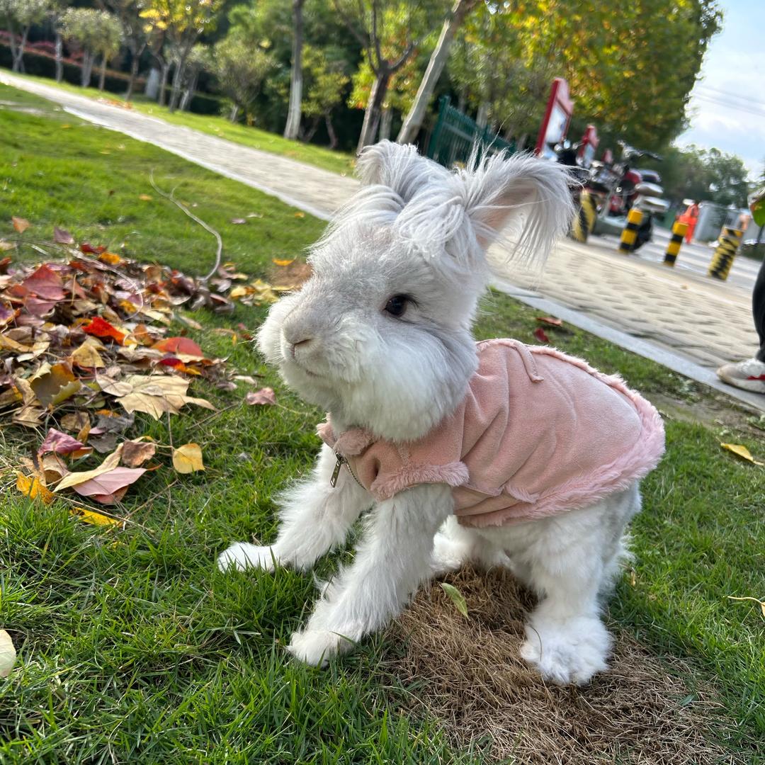 翘翘是只兔子呀