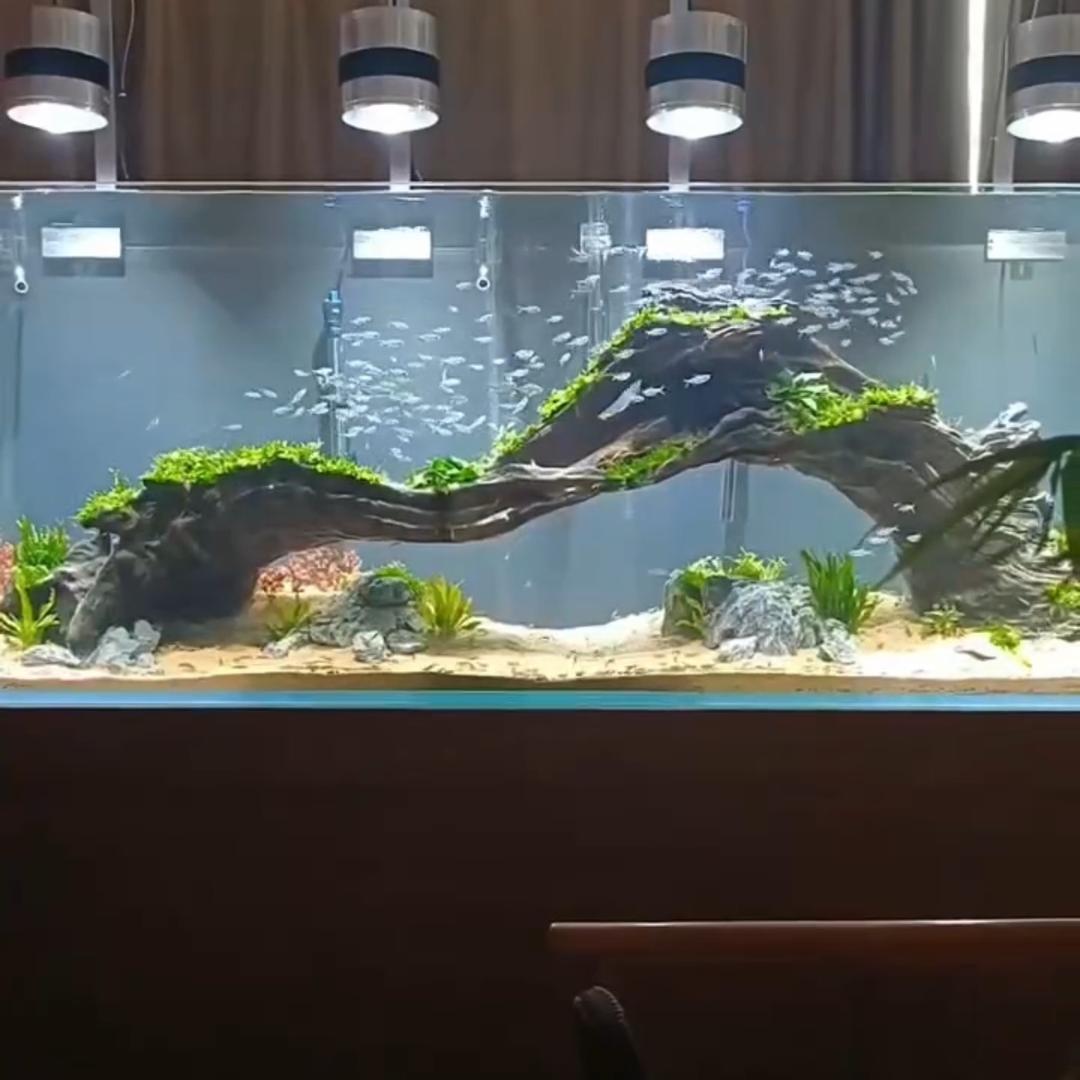 晋壹水族