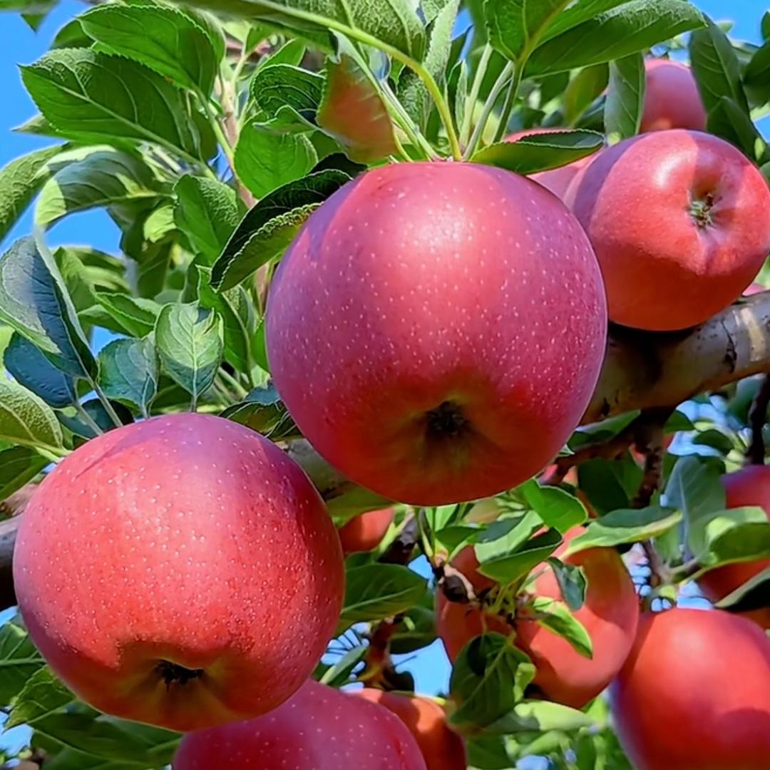 🍎苹果执着