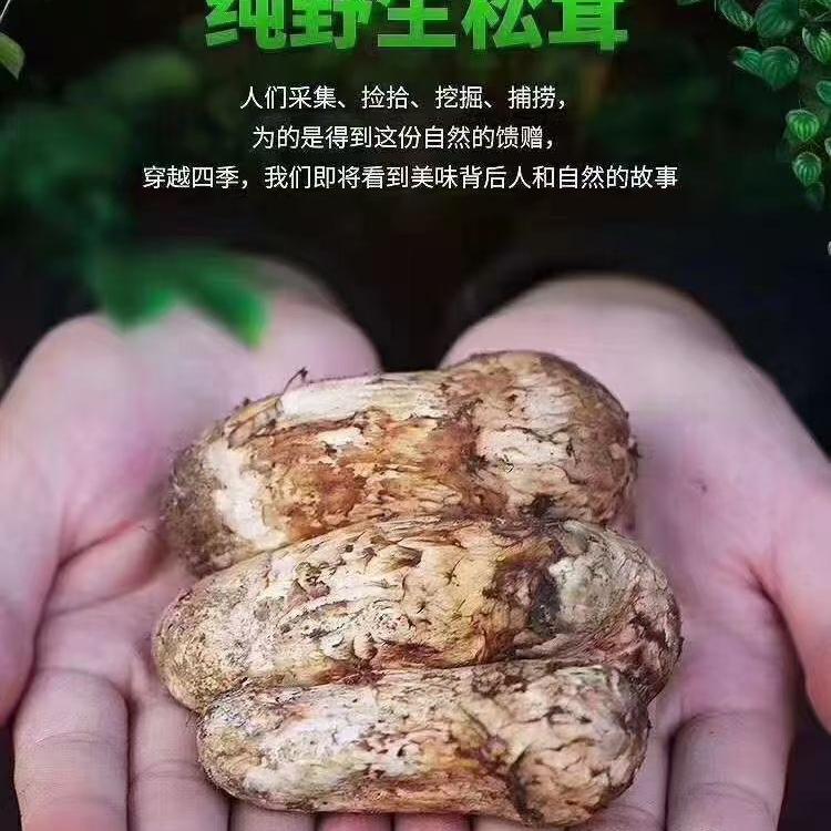 清晨松茸
