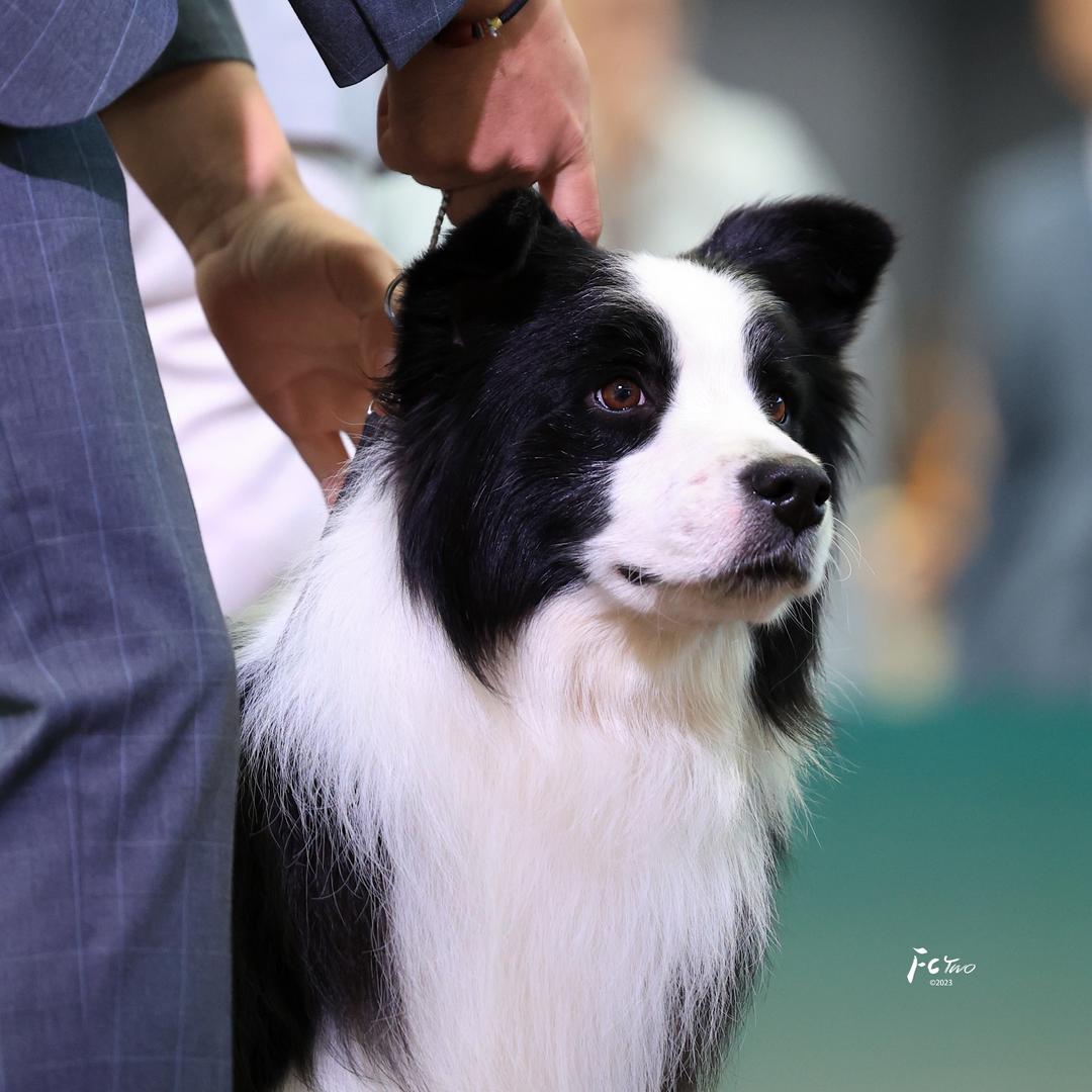 山西博弈犬舍