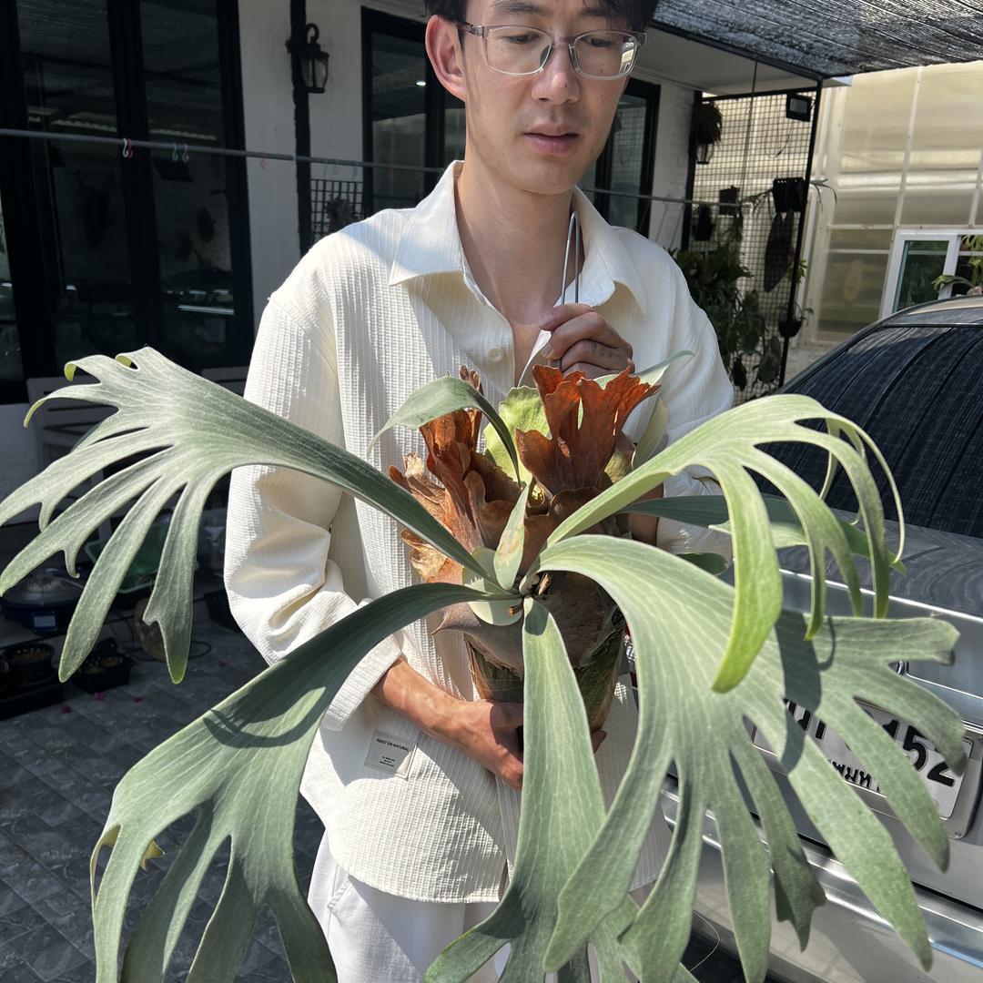 白发园艺
