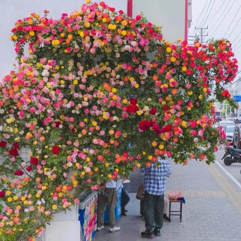 星派果花缘果树苗木专卖店